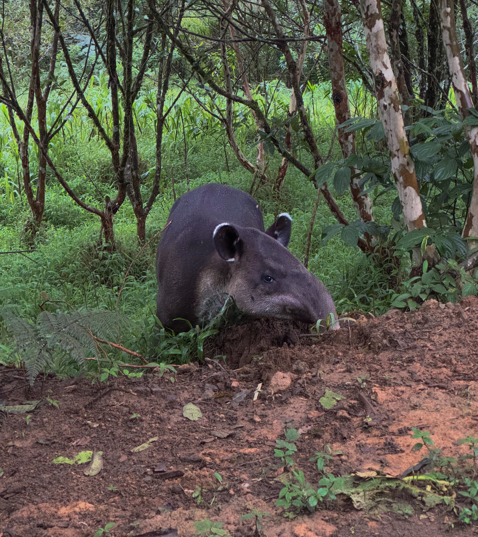 Tapirus bairdii — Baird's tapir in Costa Rican rainforest
