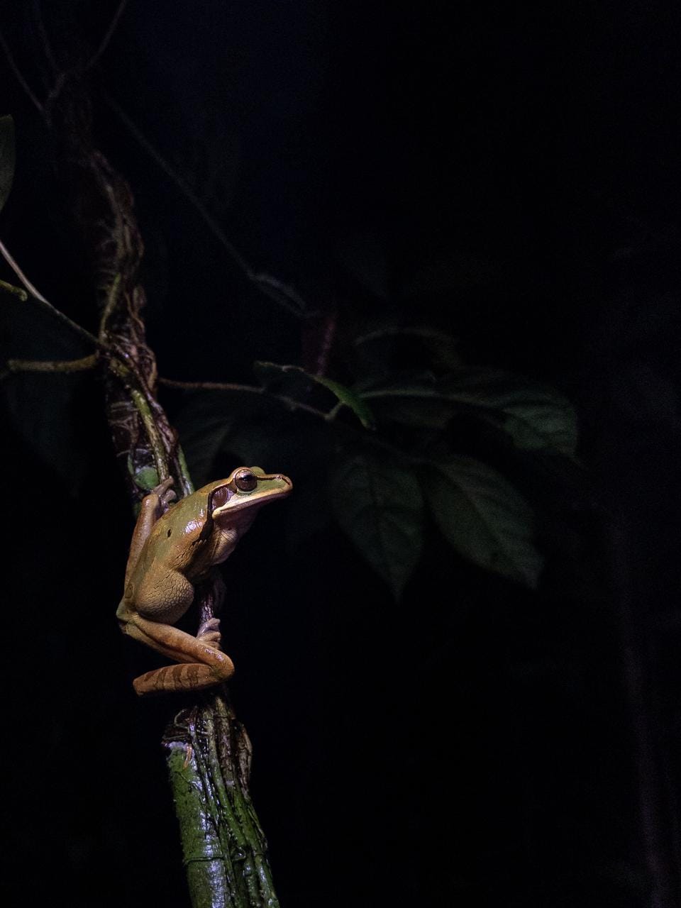Night Walk — Jungle After Dark — Guanacaste, Costa Rica