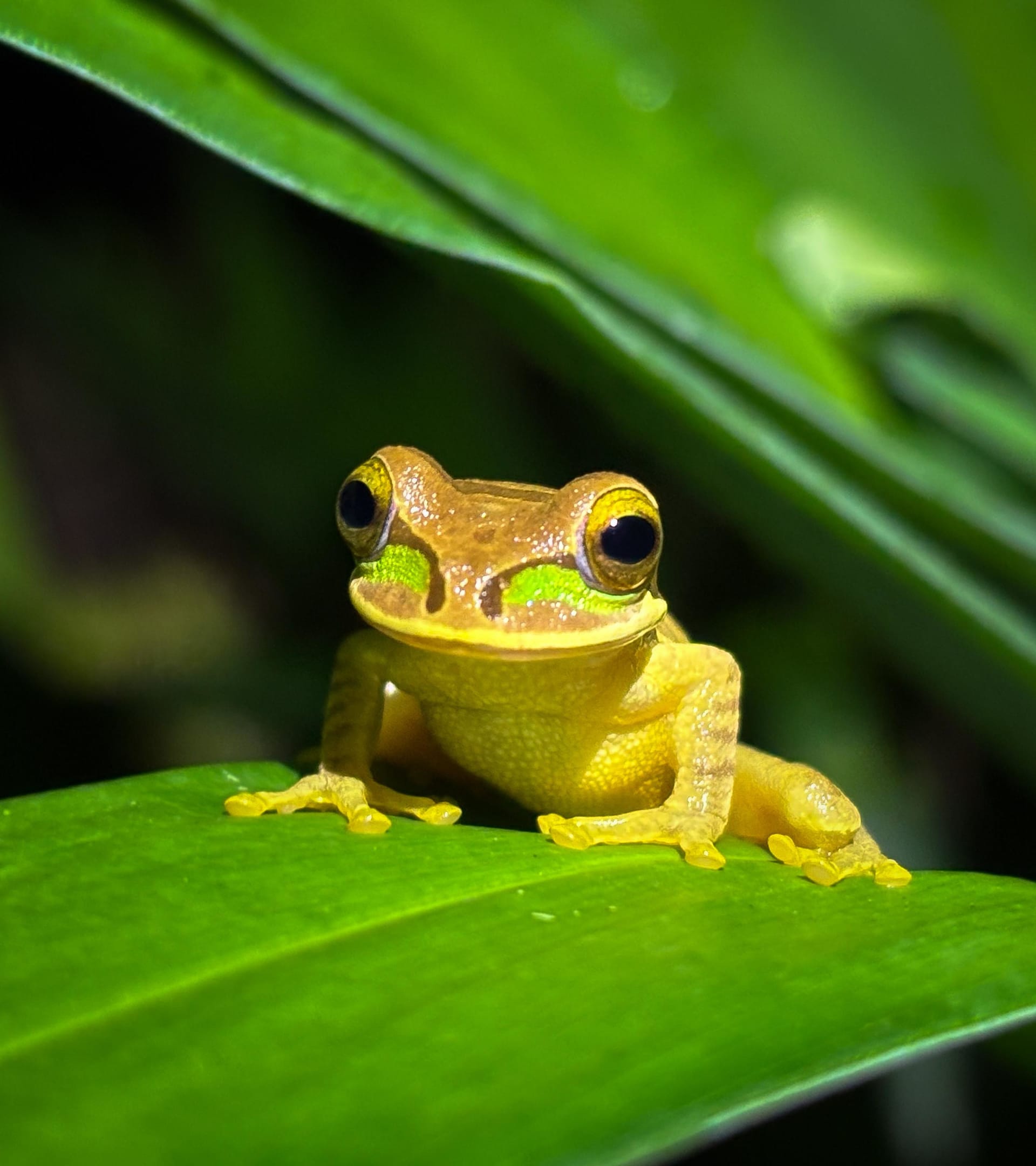 Tree frog perched on a leaf during Costa Rica night wildlife tour