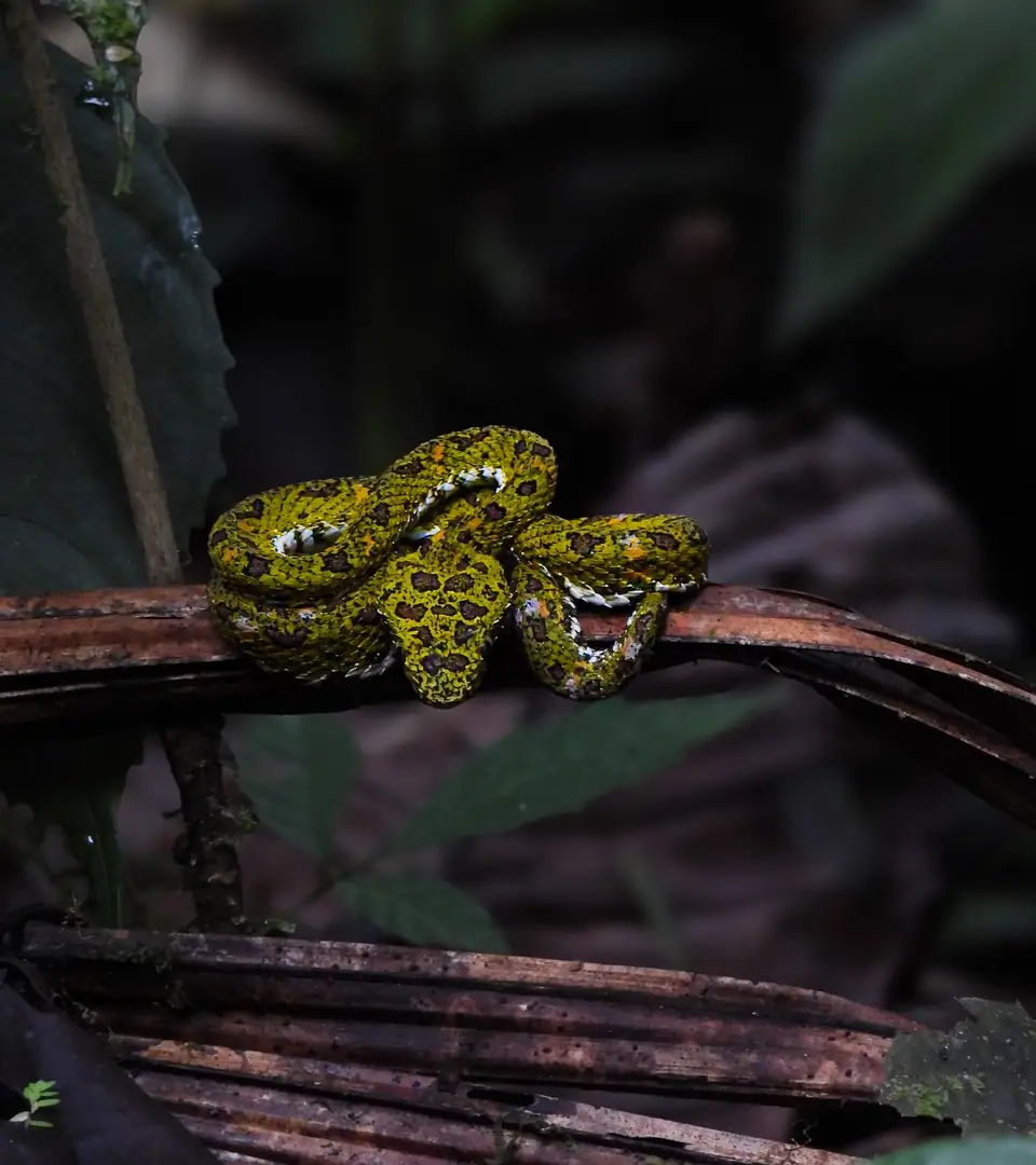 Exotic snake spotted during night walk in Costa Rica rainforest