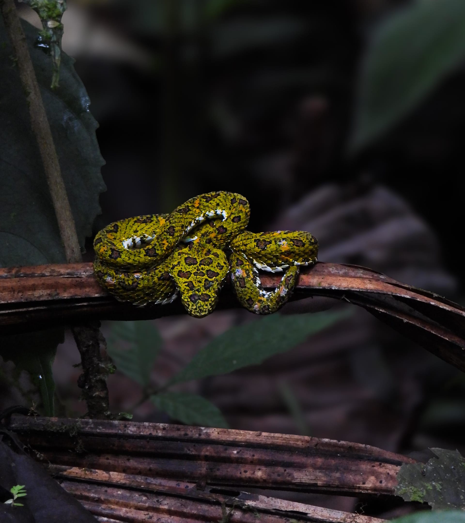 Exotic snake spotted during night walk in Costa Rica rainforest