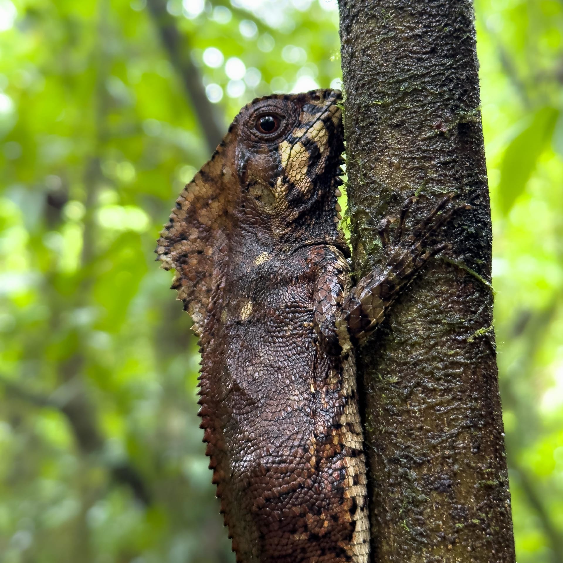 Boat tour through Palo Verde wetlands, Costa Rica