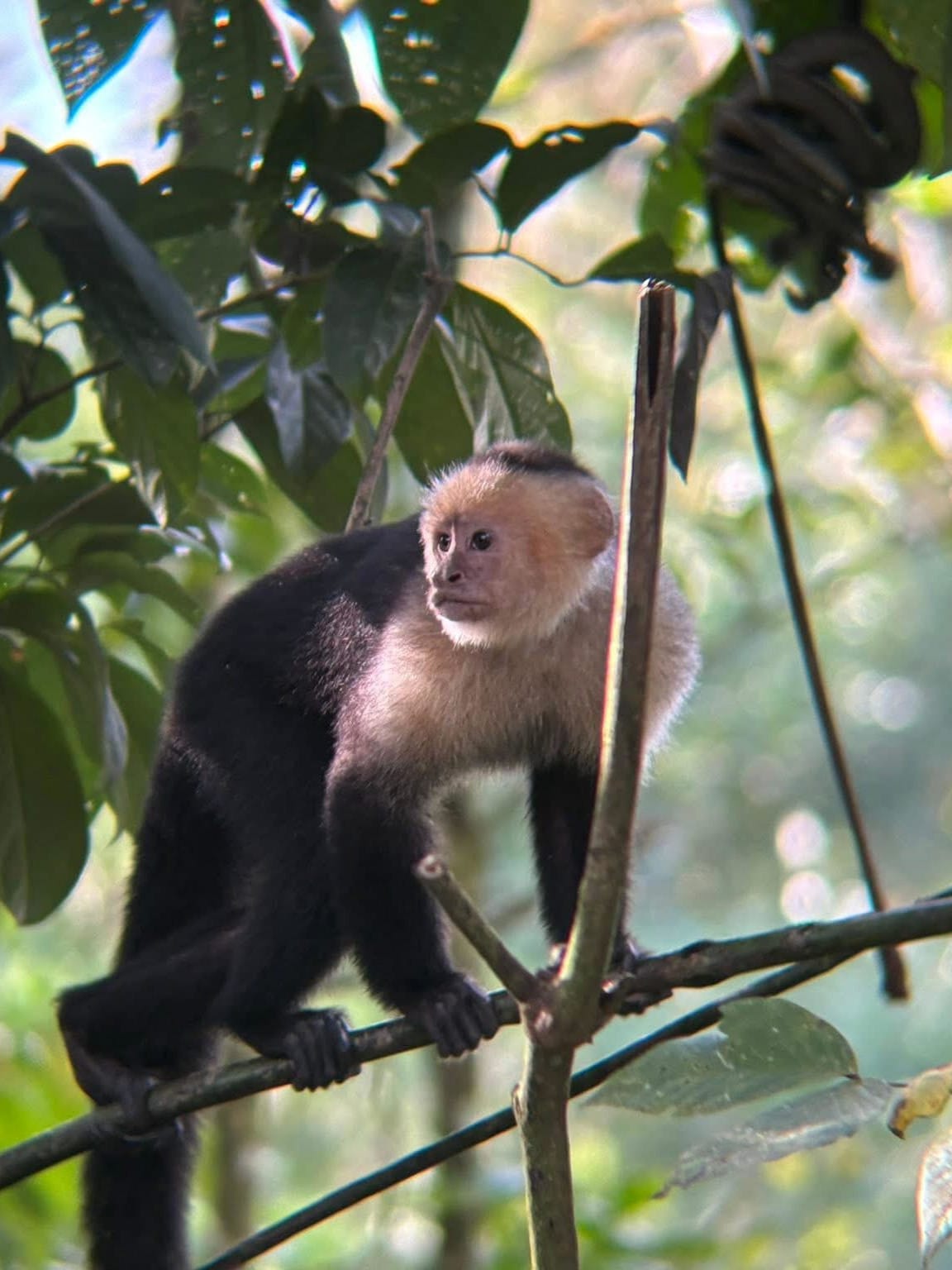 Palo Verde Wildlife Refuge Boat Tour — MoonRiver Travel, Guanacaste