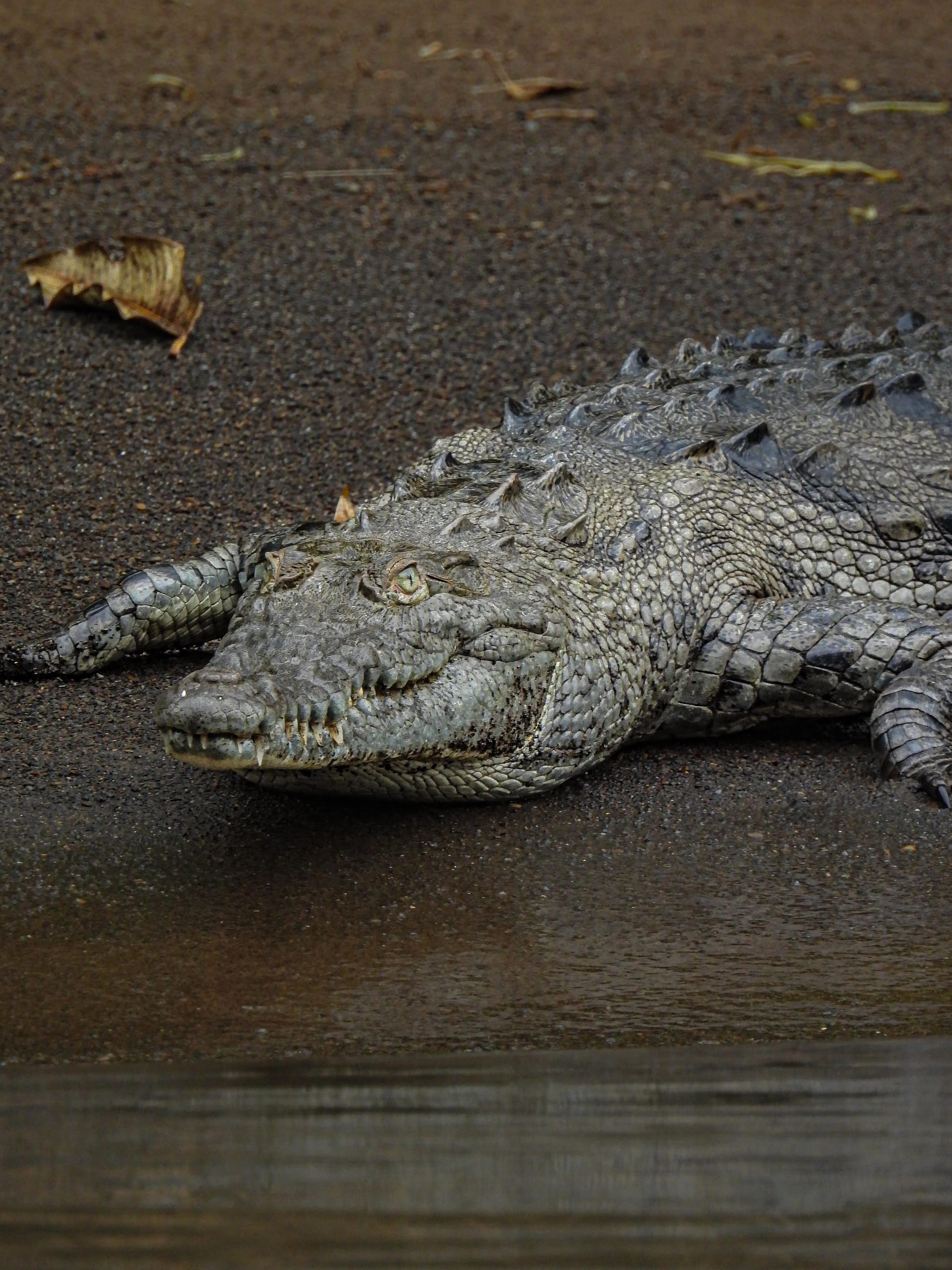 Palo Verde Boat Tour