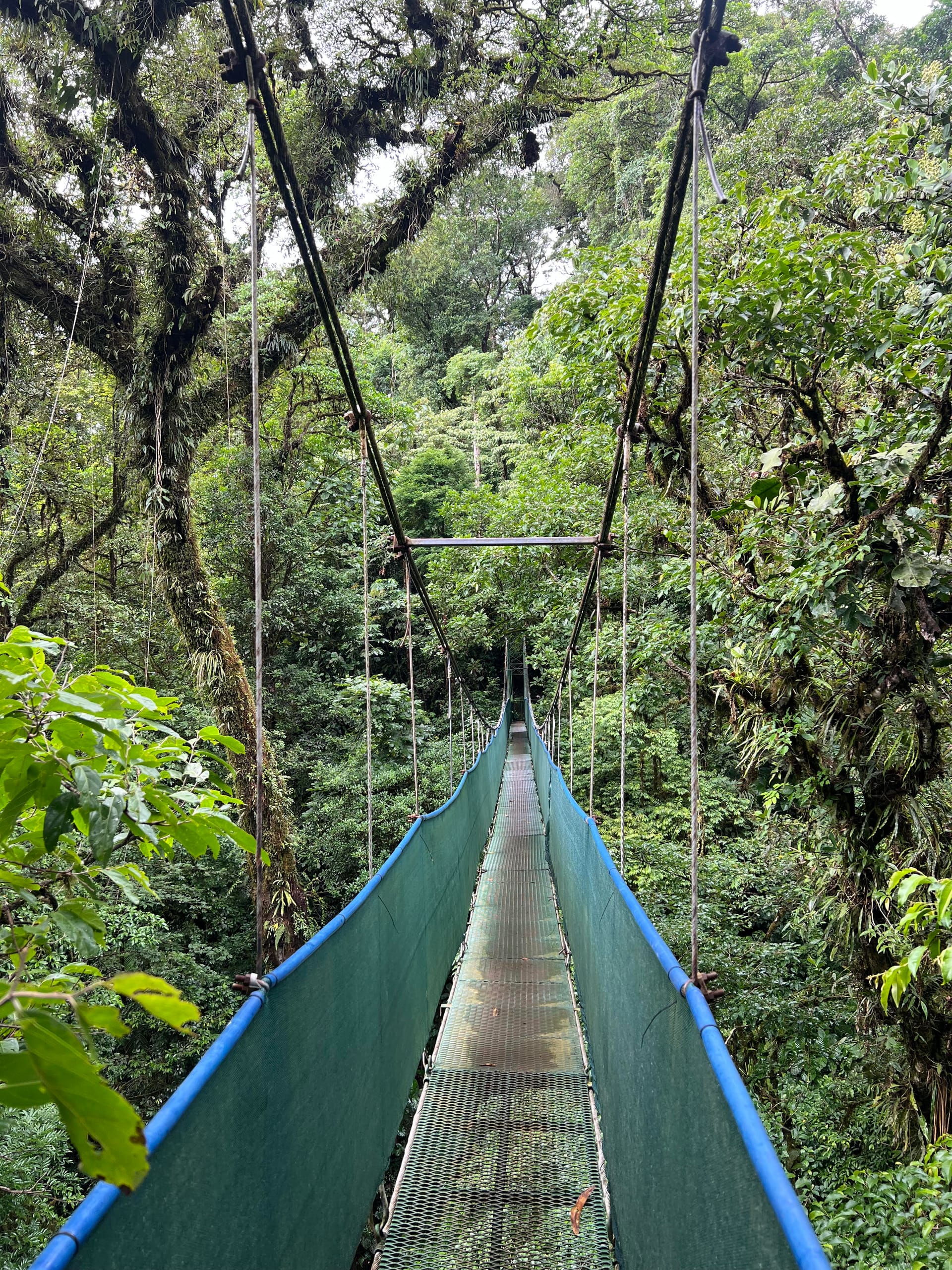 Hanging bridges walk through Heliconias Rainforest