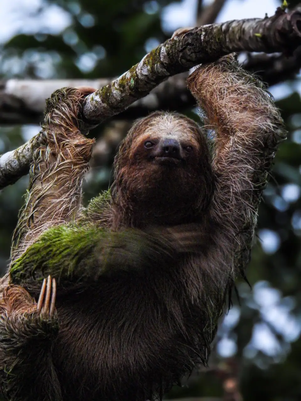 Three-toed sloth hanging from a mossy branch, looking at the camera, in the Costa Rican rainforest
