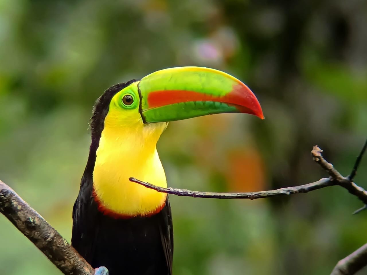 Toucan perched in Costa Rica rainforest canopy